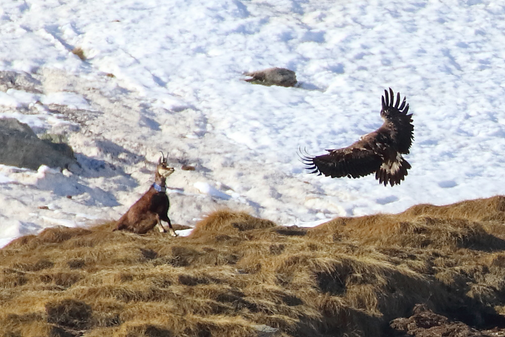 Aquila vs camoscio (documento)